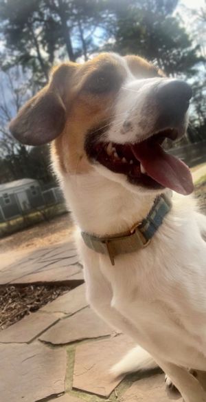 Lovely Trinket, Young Female Beagle