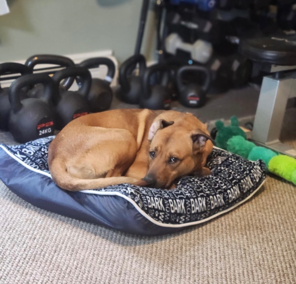 Nugget - LOCAL Photo