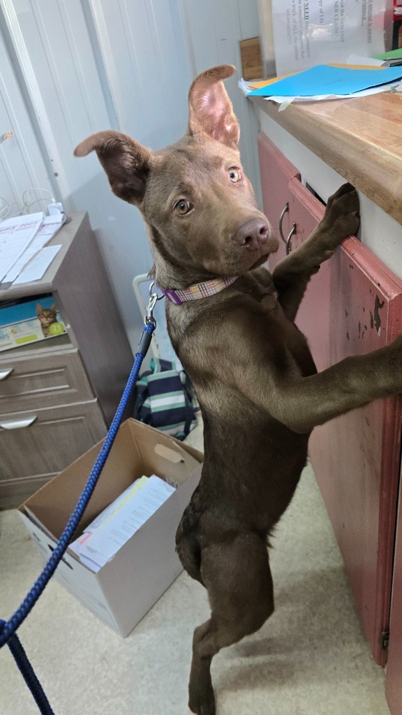 Luna, an adoptable Shepherd in Virginia, MN, 55792 | Photo Image 1