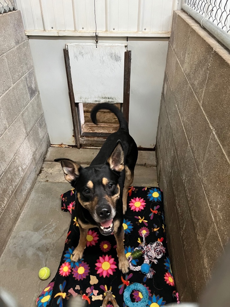 Barley, an adoptable Shepherd in Virginia, MN, 55792 | Photo Image 1