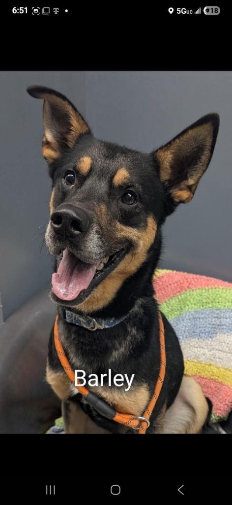 Barley, an adoptable Shepherd in Virginia, MN, 55792 | Photo Image 1