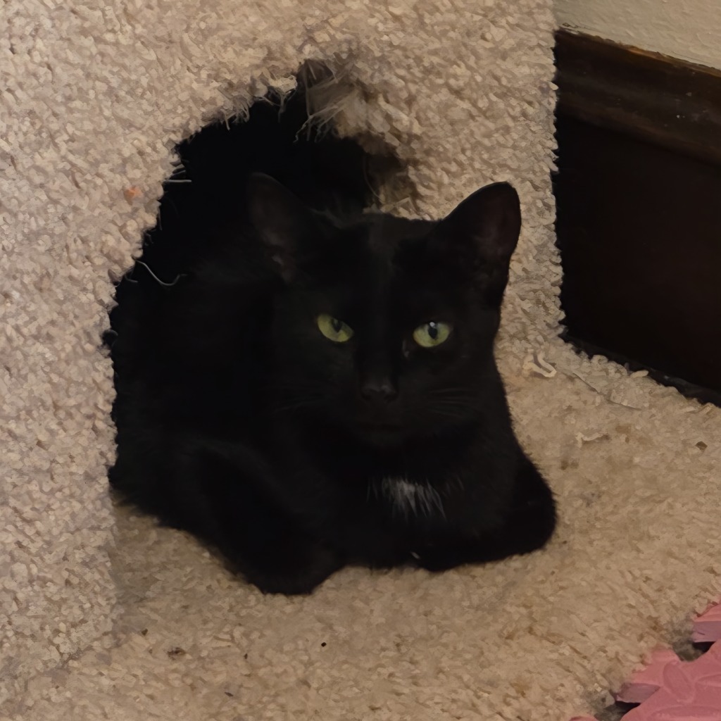 Spot