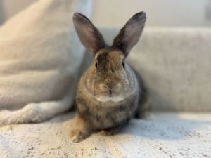 Larry, Adult Male Harlequin
