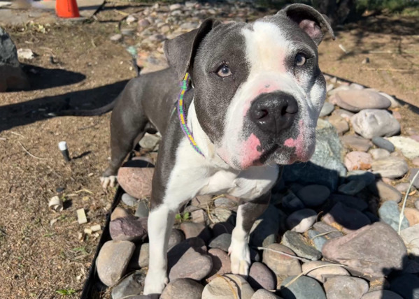 Petey