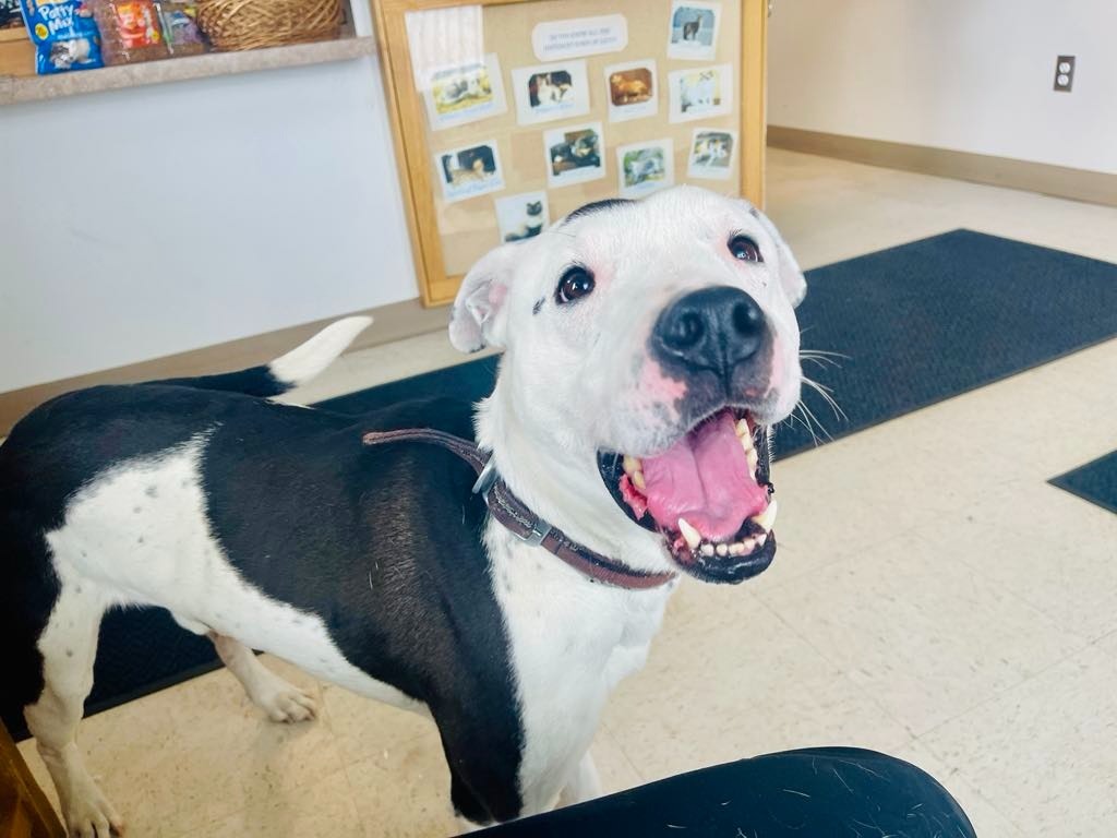 Smokey, an adoptable Pit Bull Terrier, Affenpinscher in Green River, WY, 82935 | Photo Image 2