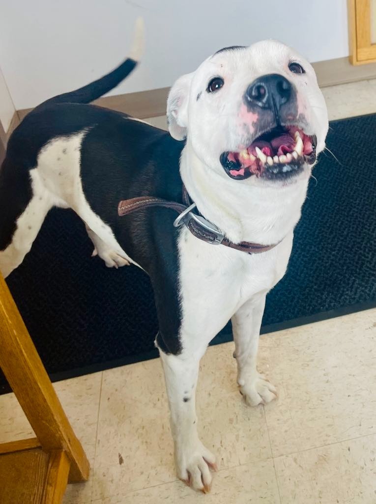 Smokey, an adoptable Pit Bull Terrier, Affenpinscher in Green River, WY, 82935 | Photo Image 4