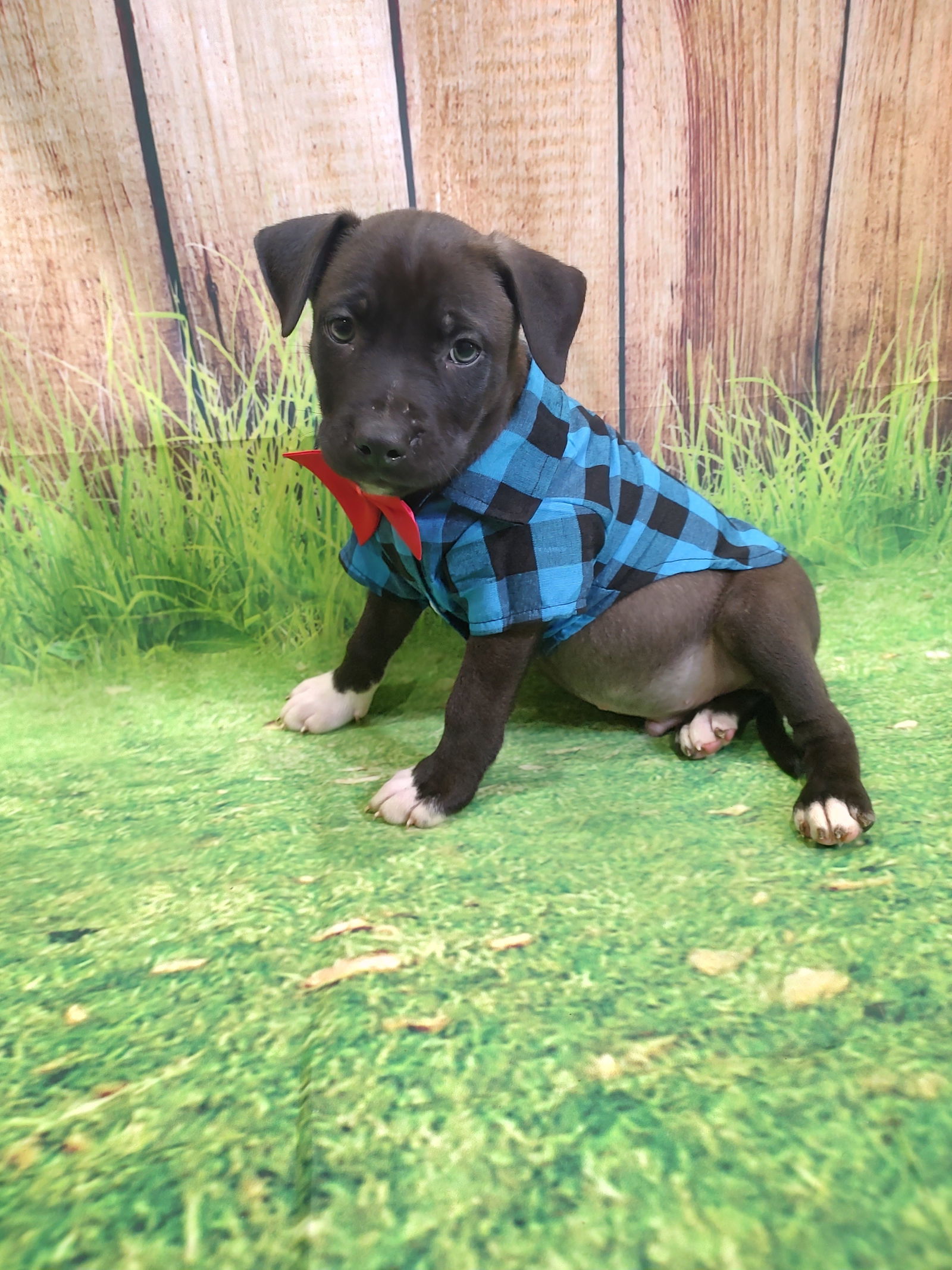 Oliver