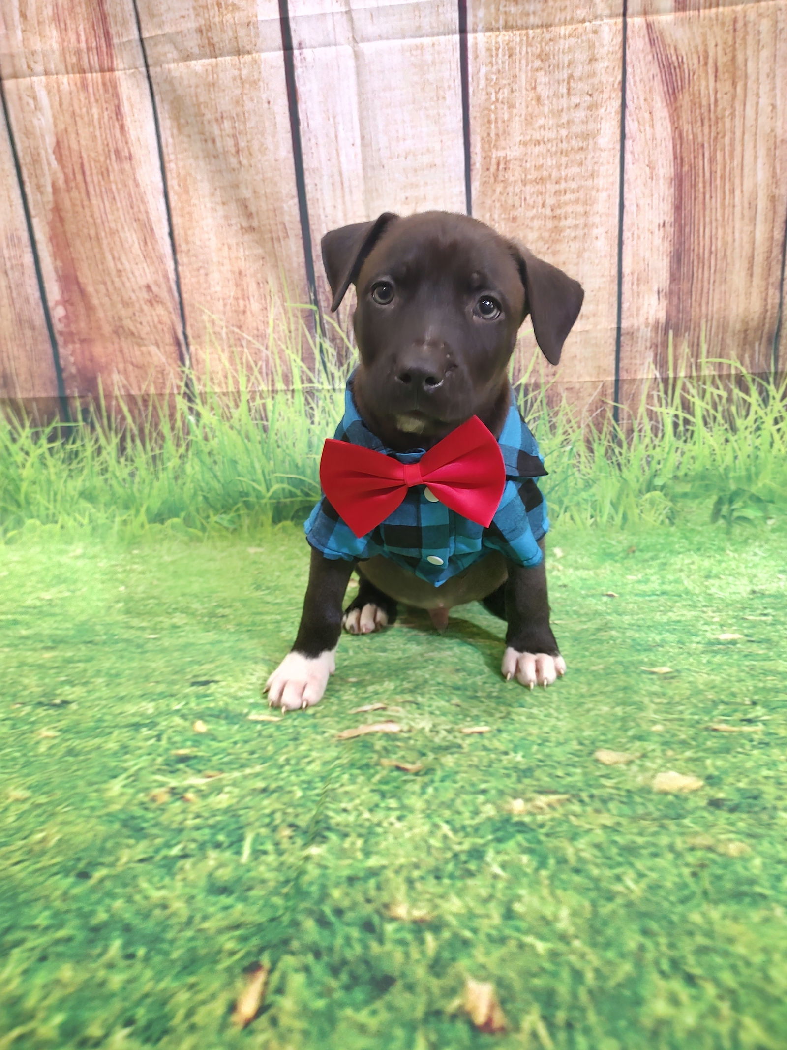Oliver