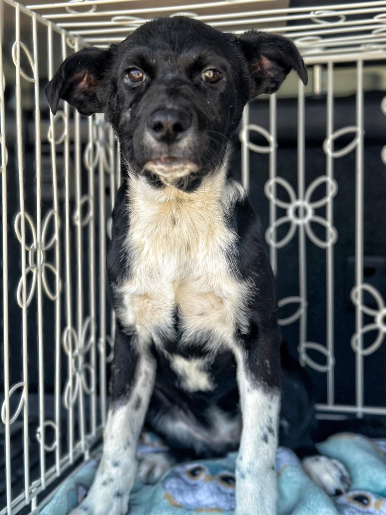 Dottie, an adoptable Border Collie, McNab in Tehachapi, CA, 93561 | Photo Image 1