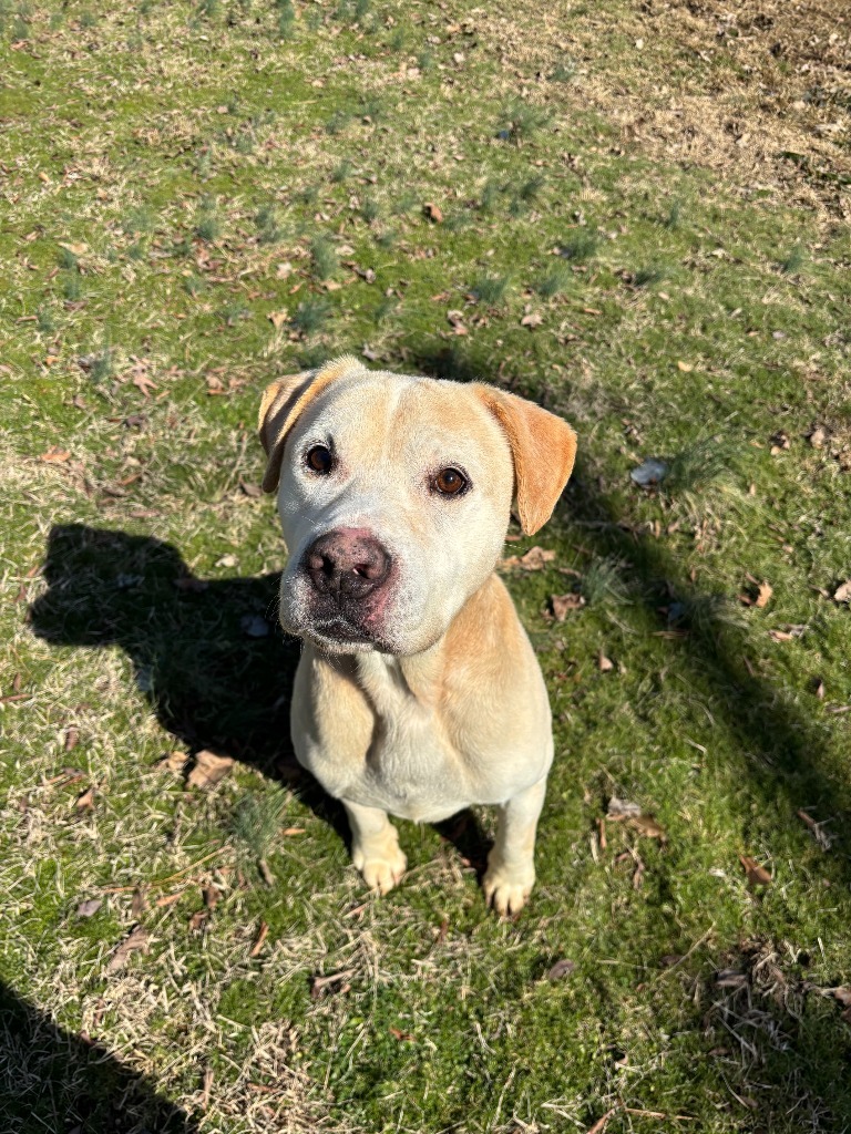 Buddy