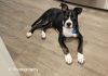 Griffin photo 4