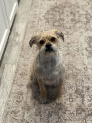 Riko, Young Male Pug