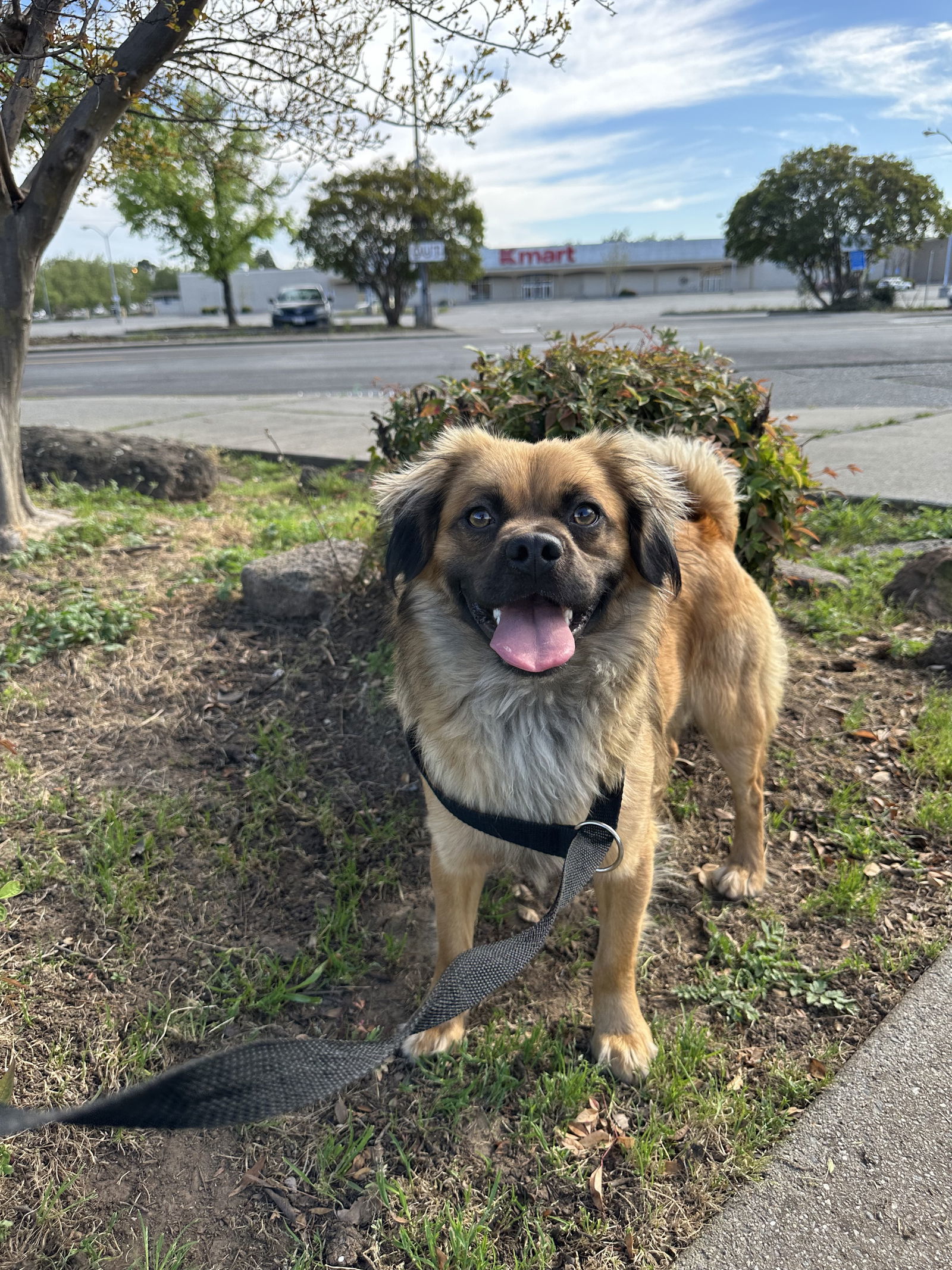 Parker, an adoptable Pekingese, Pug in Chico, CA, 95973 | Photo Image 1