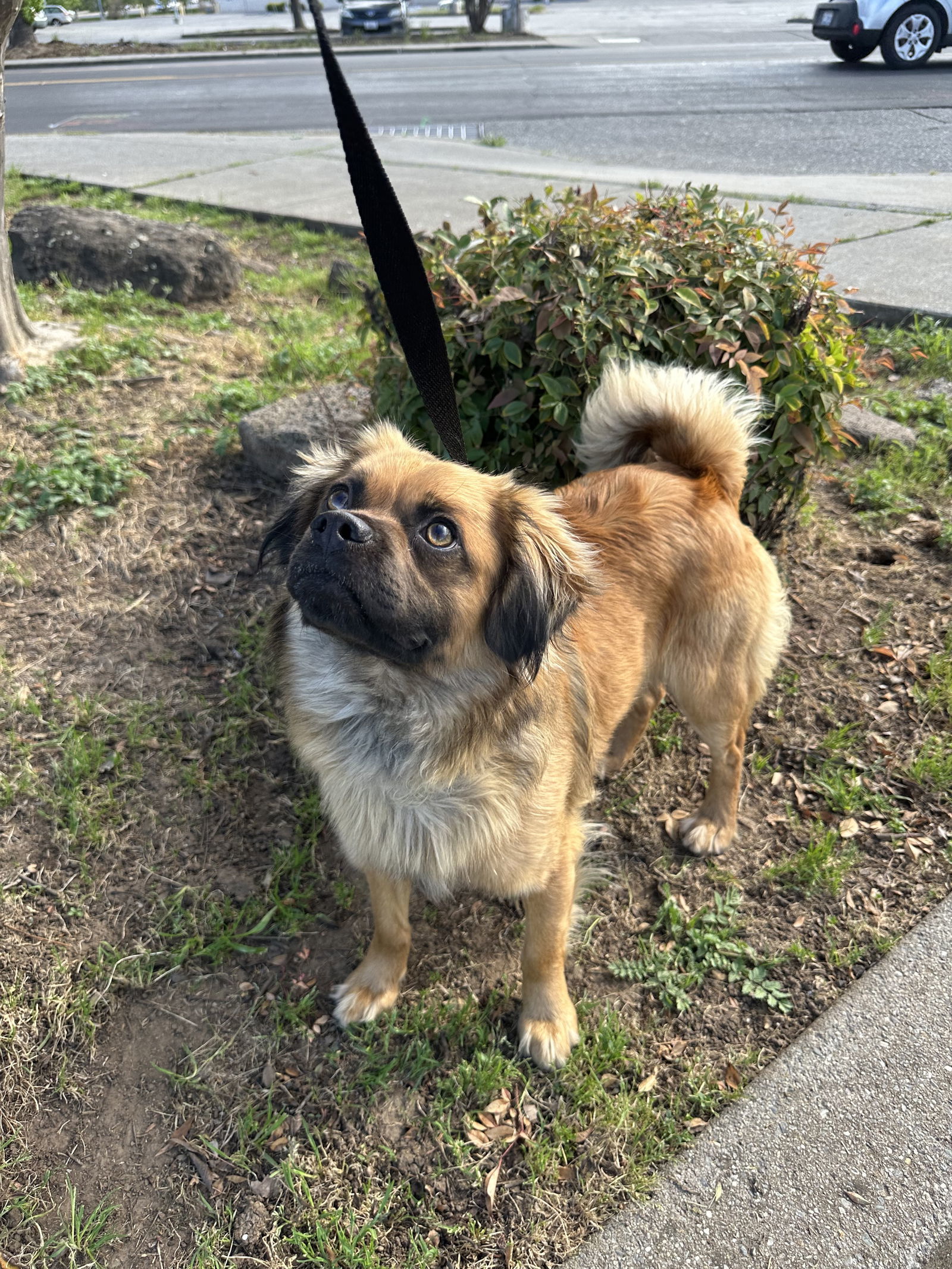 Parker, an adoptable Pekingese, Pug in Chico, CA, 95973 | Photo Image 2