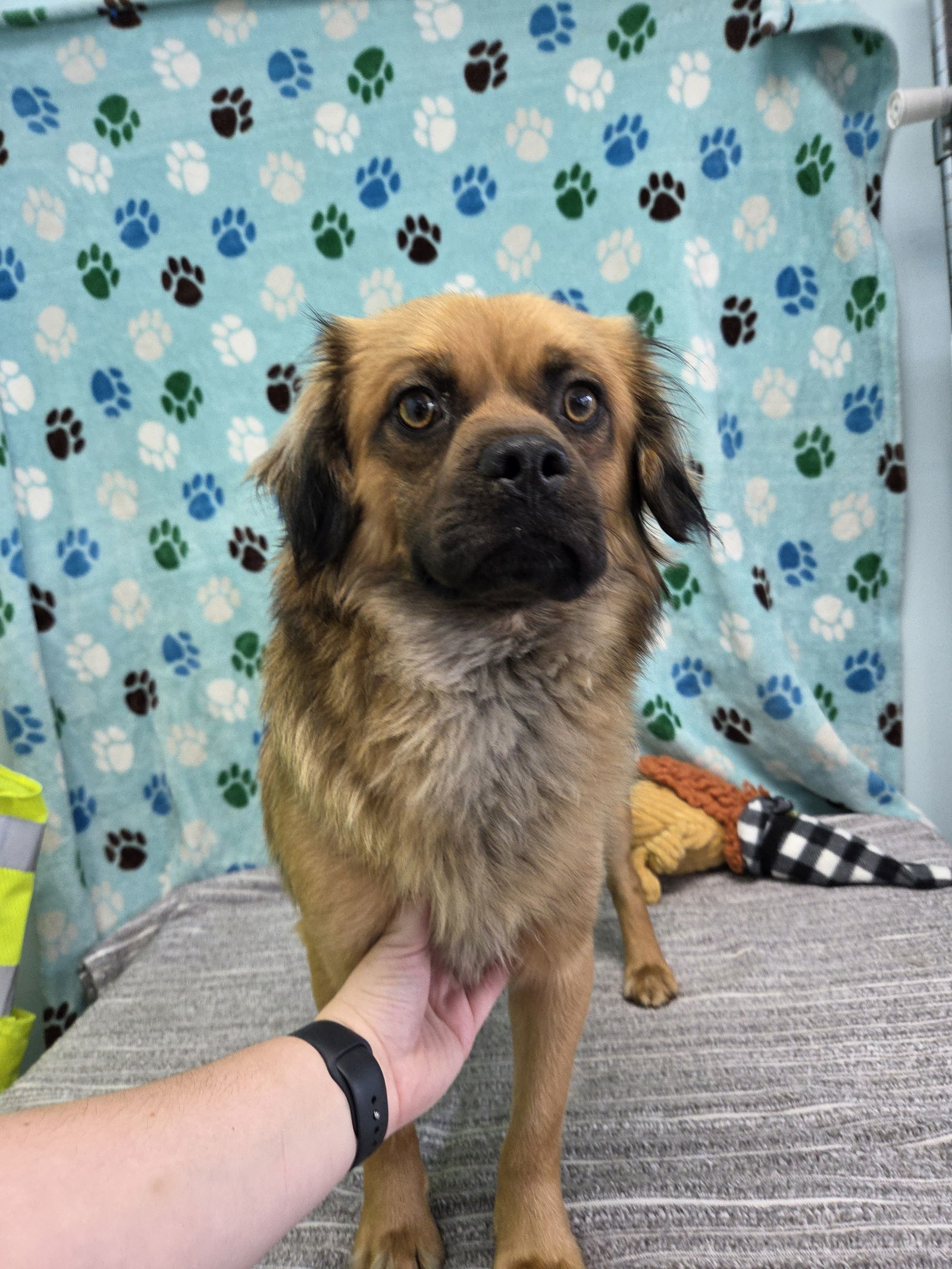 Parker, an adoptable Pekingese, Pug in Chico, CA, 95973 | Photo Image 3