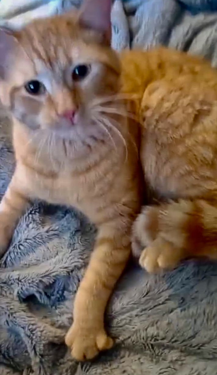 Hercules, an adoptable Tabby in Piedmont, MO, 63957 | Photo Image 1