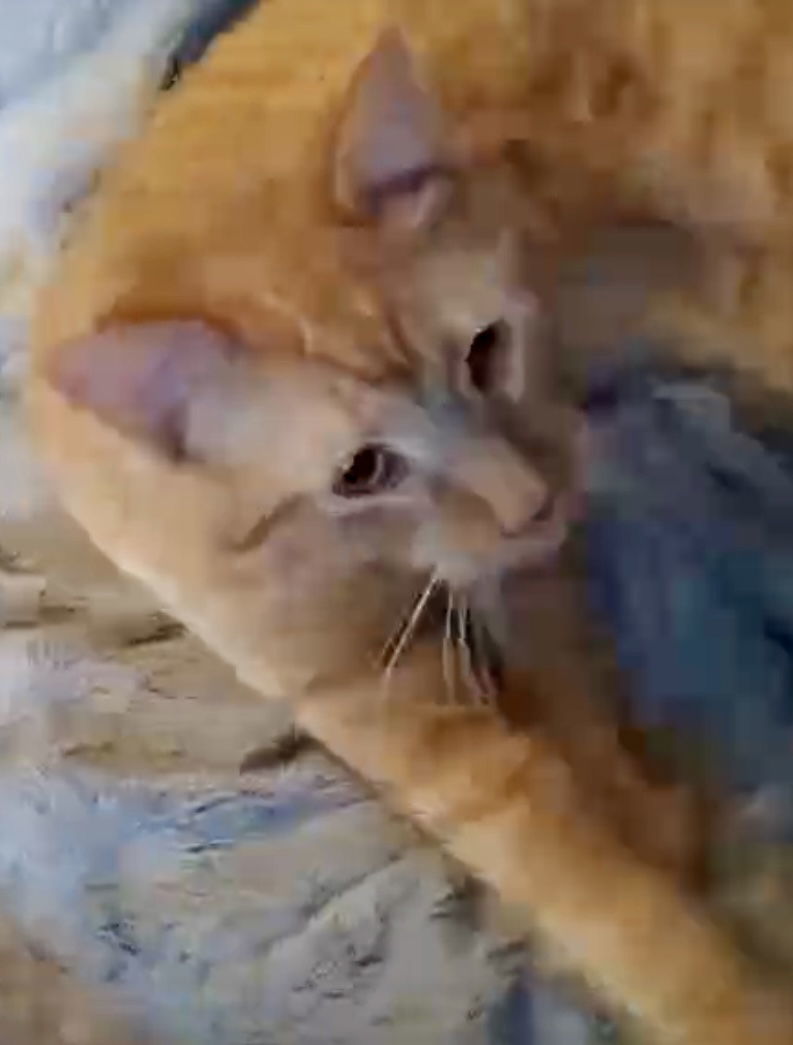 Hercules, an adoptable Tabby in Piedmont, MO, 63957 | Photo Image 2