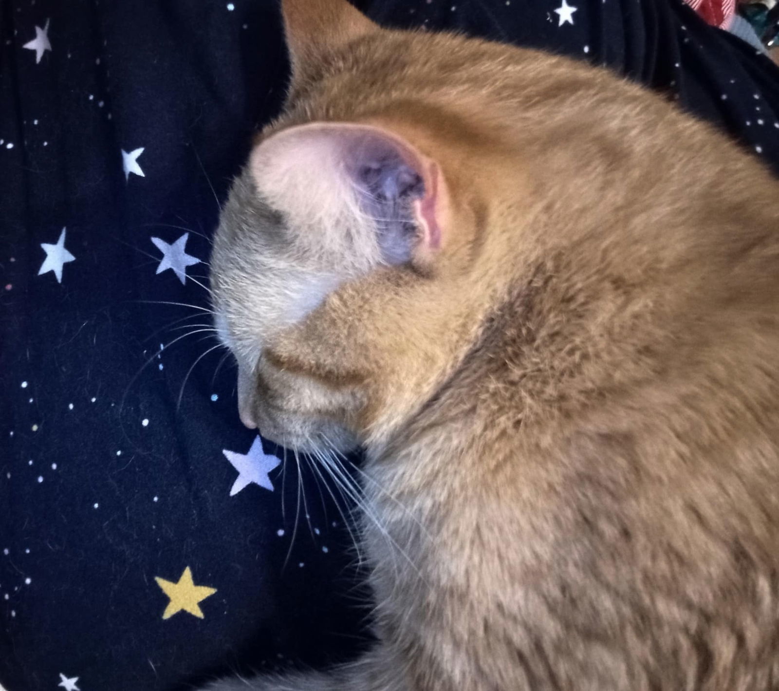 Hercules, an adoptable Tabby in Piedmont, MO, 63957 | Photo Image 3