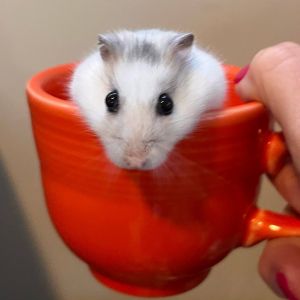 Ricotta, Young Male Hamster