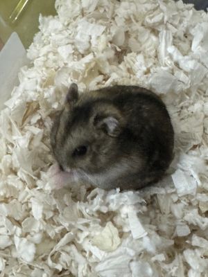 Swiss, Young Male Hamster