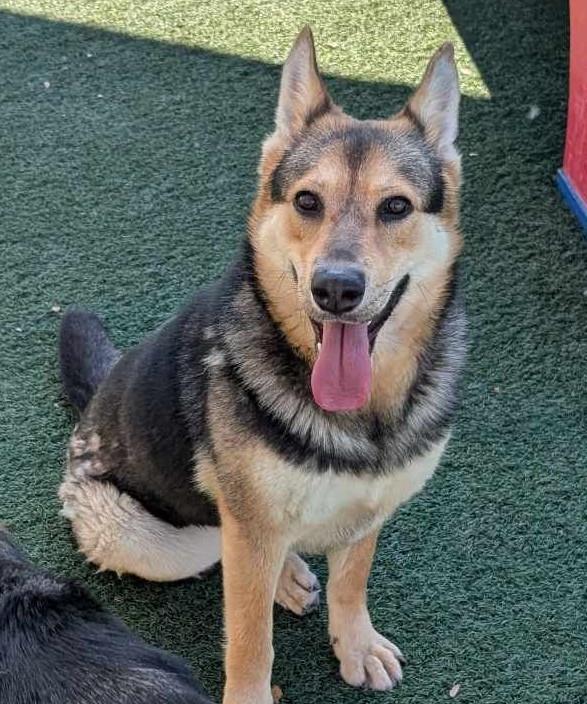 Nala-$75 Adoption Fee! Diamond Dog!