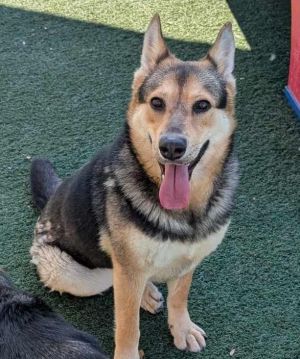 Nala-$75 Adoption Fee! Diamond Dog!, Adult Female German Shepherd Dog