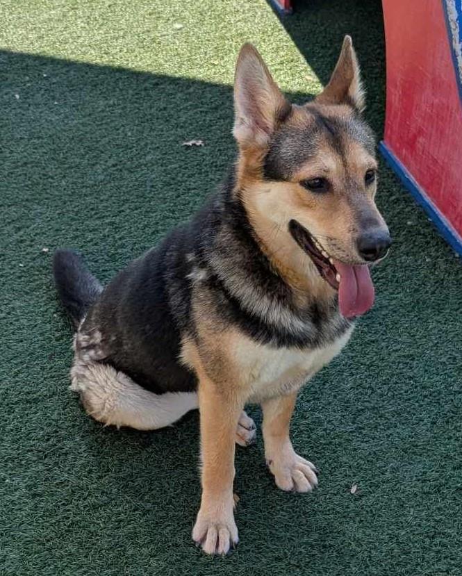 Nala-$75 Adoption Fee! Diamond Dog!