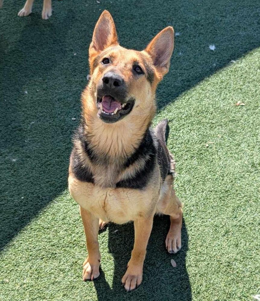 Brownie- Diamond Dog! $75 Adoption Fee!