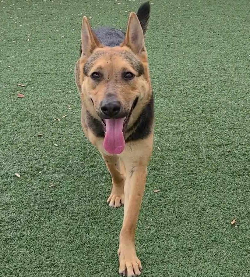 Brownie- Diamond Dog! $75 Adoption Fee!