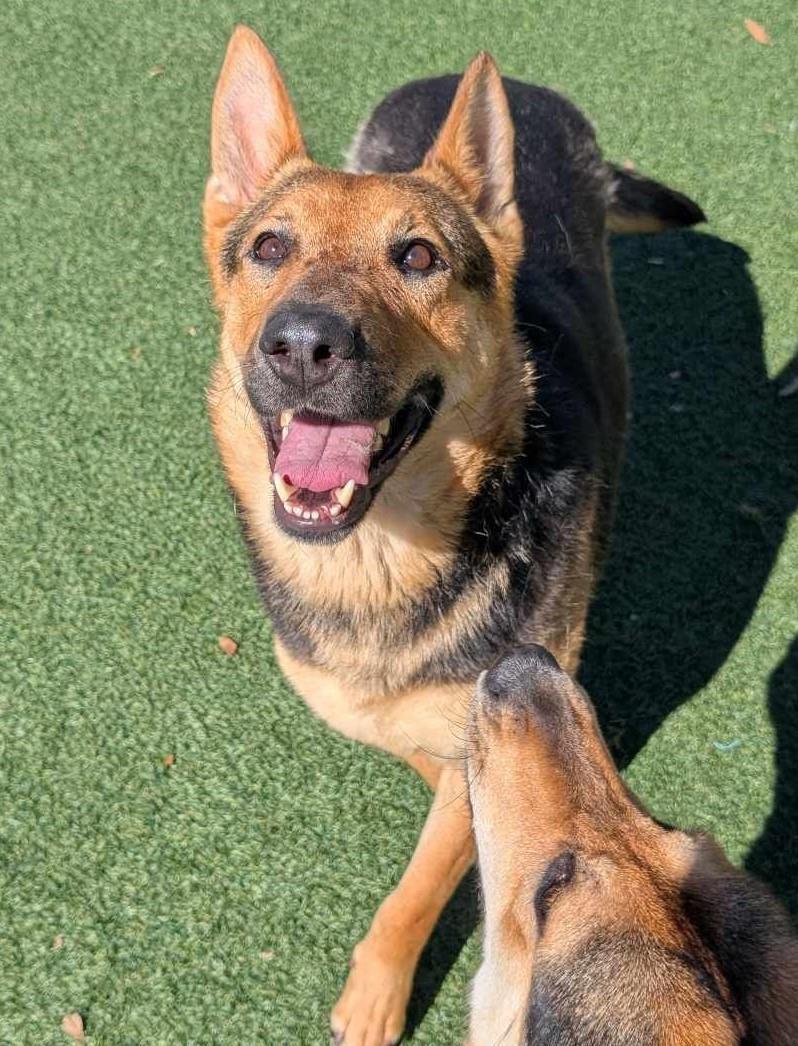 Brownie- Diamond Dog! $75 Adoption Fee!