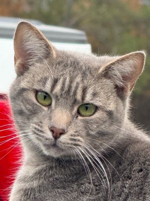 Zade, Young Male Domestic Short Hair