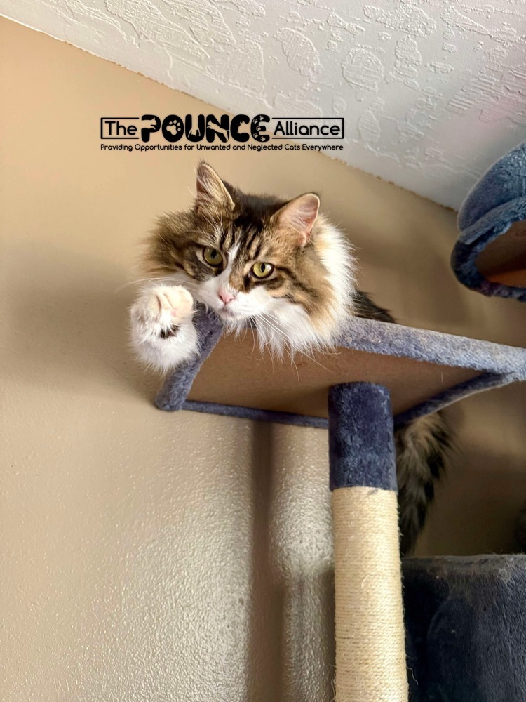 Blossom, an adoptable Domestic Medium Hair in Liberty Lake, WA, 99019 | Photo Image 1