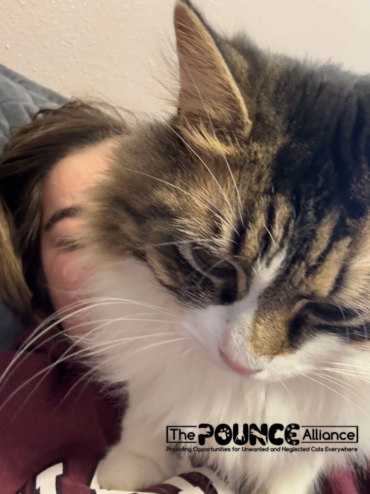 Blossom, an adoptable Domestic Medium Hair in Liberty Lake, WA, 99019 | Photo Image 2