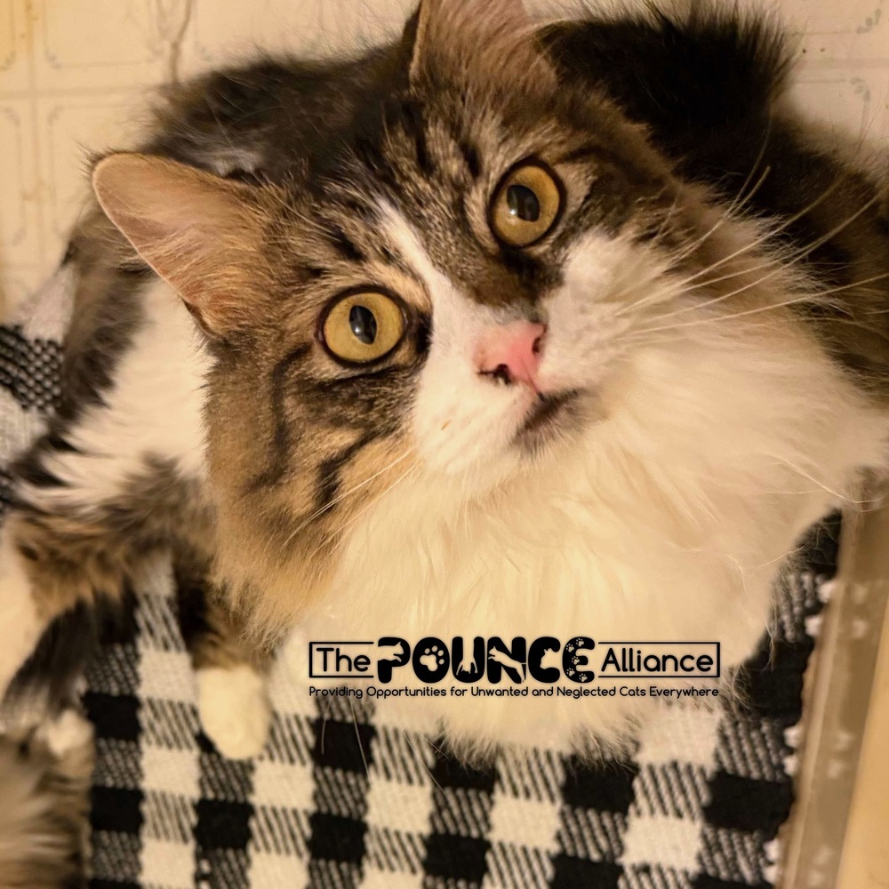 Blossom, an adoptable Domestic Medium Hair in Liberty Lake, WA, 99019 | Photo Image 3