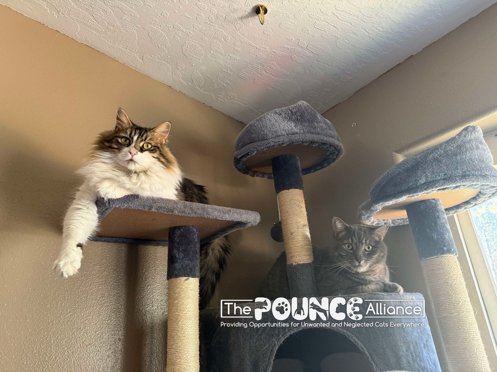 Blossom, an adoptable Domestic Medium Hair in Liberty Lake, WA, 99019 | Photo Image 4