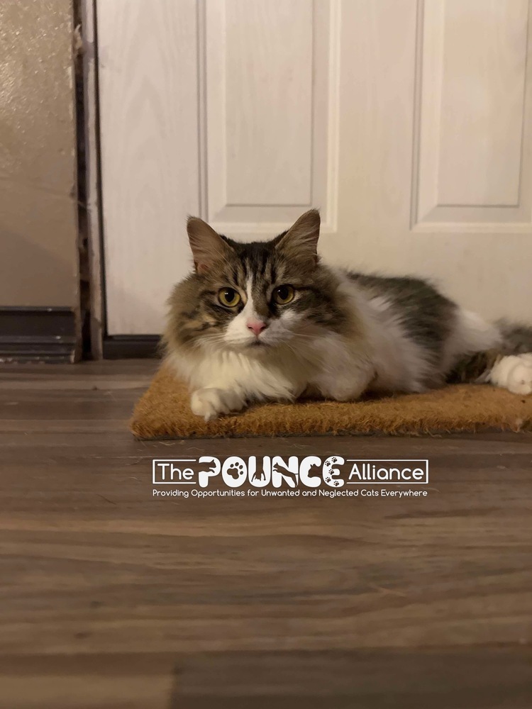 Blossom, an adoptable Domestic Medium Hair in Liberty Lake, WA, 99019 | Photo Image 5