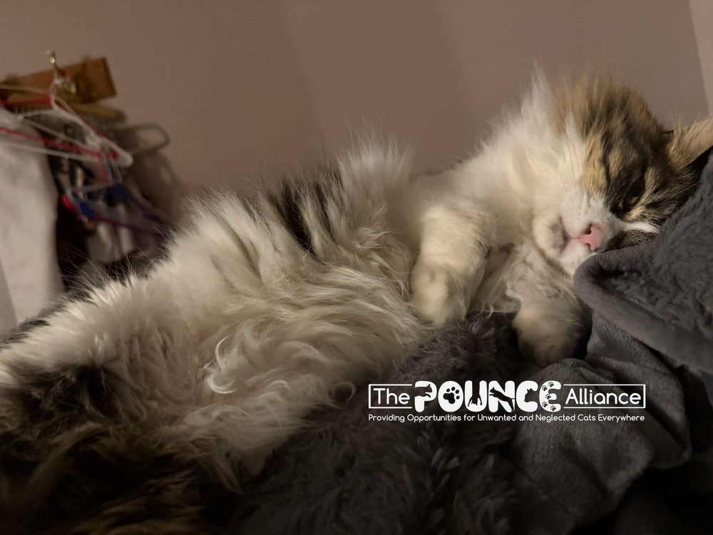 Blossom, an adoptable Domestic Medium Hair in Liberty Lake, WA, 99019 | Photo Image 6