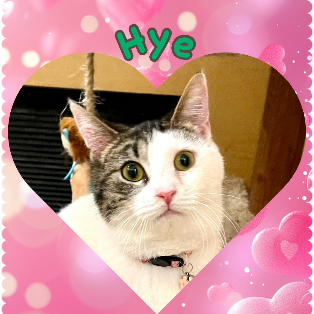 Hye