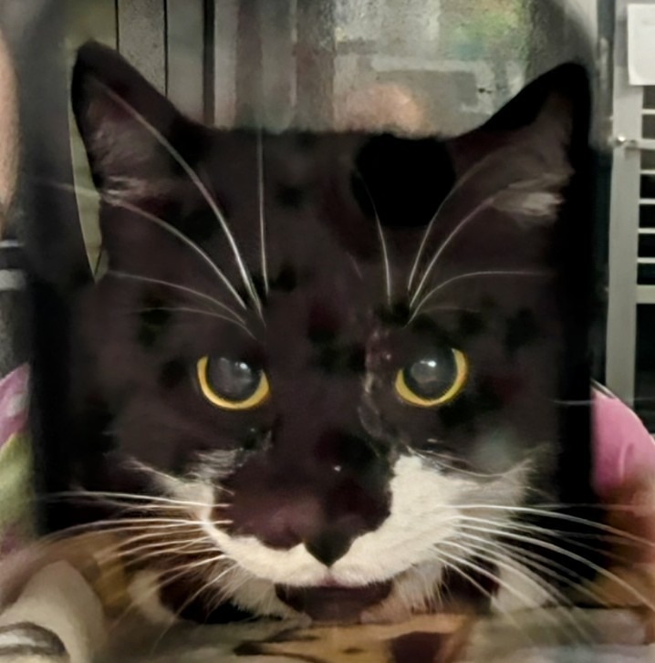 Gus