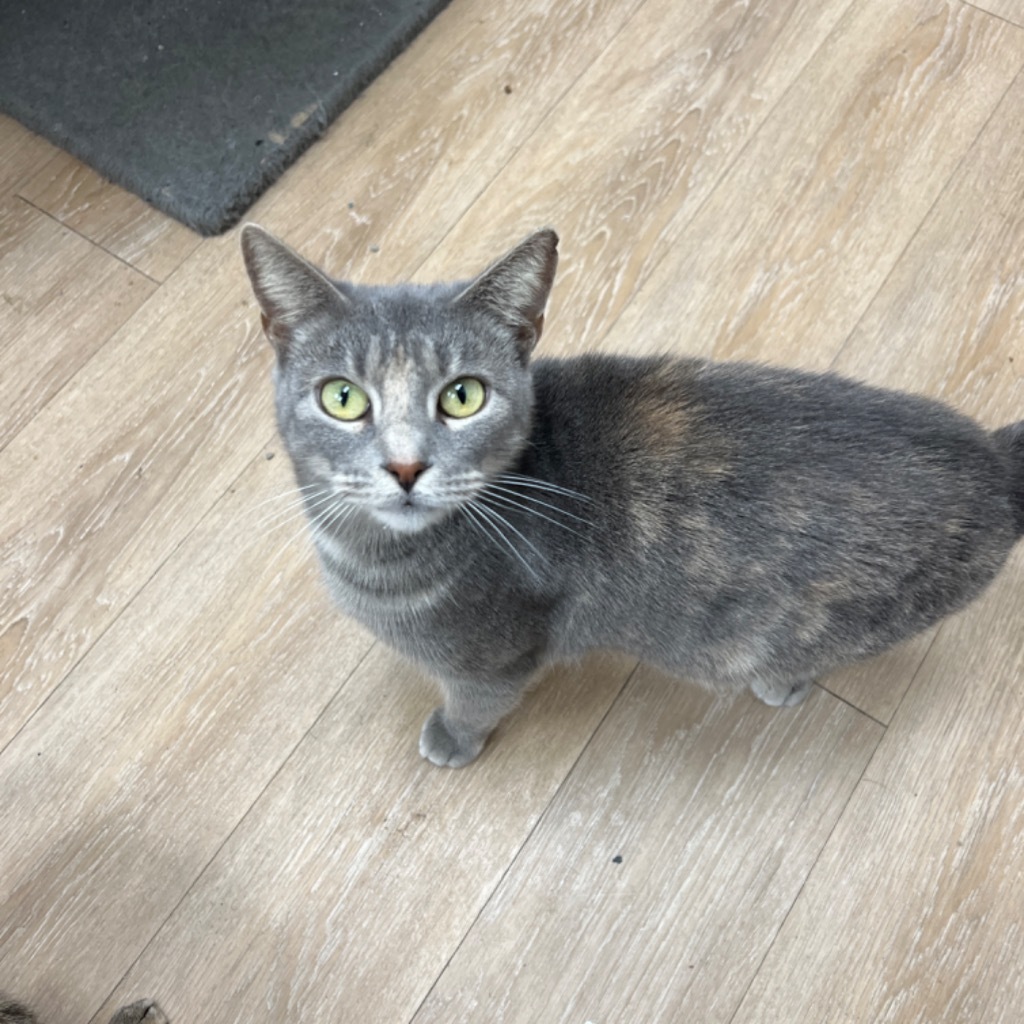 Raven, an adoptable Domestic Short Hair in Corpus Christi, TX, 78414 | Photo Image 1