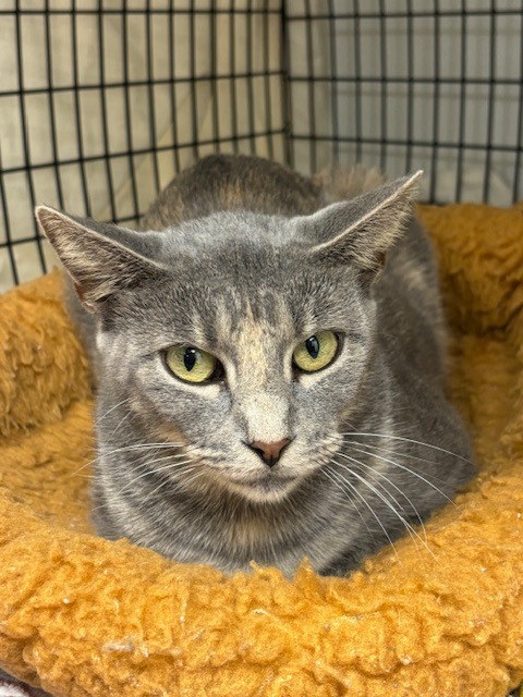 Raven, an adoptable Domestic Short Hair in Corpus Christi, TX, 78414 | Photo Image 2