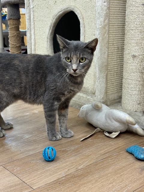 Raven, an adoptable Domestic Short Hair in Corpus Christi, TX, 78414 | Photo Image 3