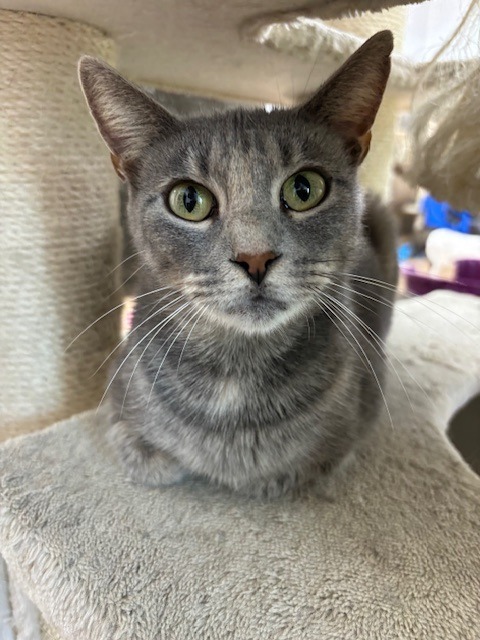 Raven, an adoptable Domestic Short Hair in Corpus Christi, TX, 78414 | Photo Image 4