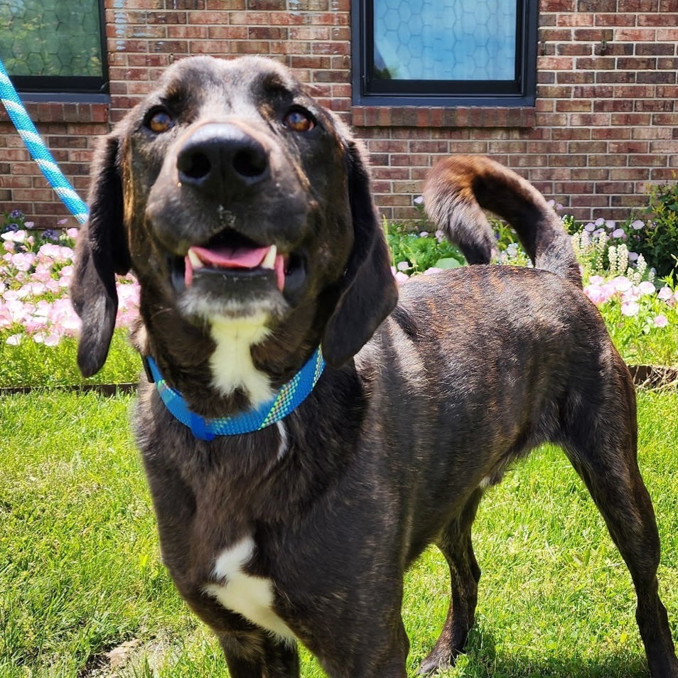 Darko - $25 Adoption Fee