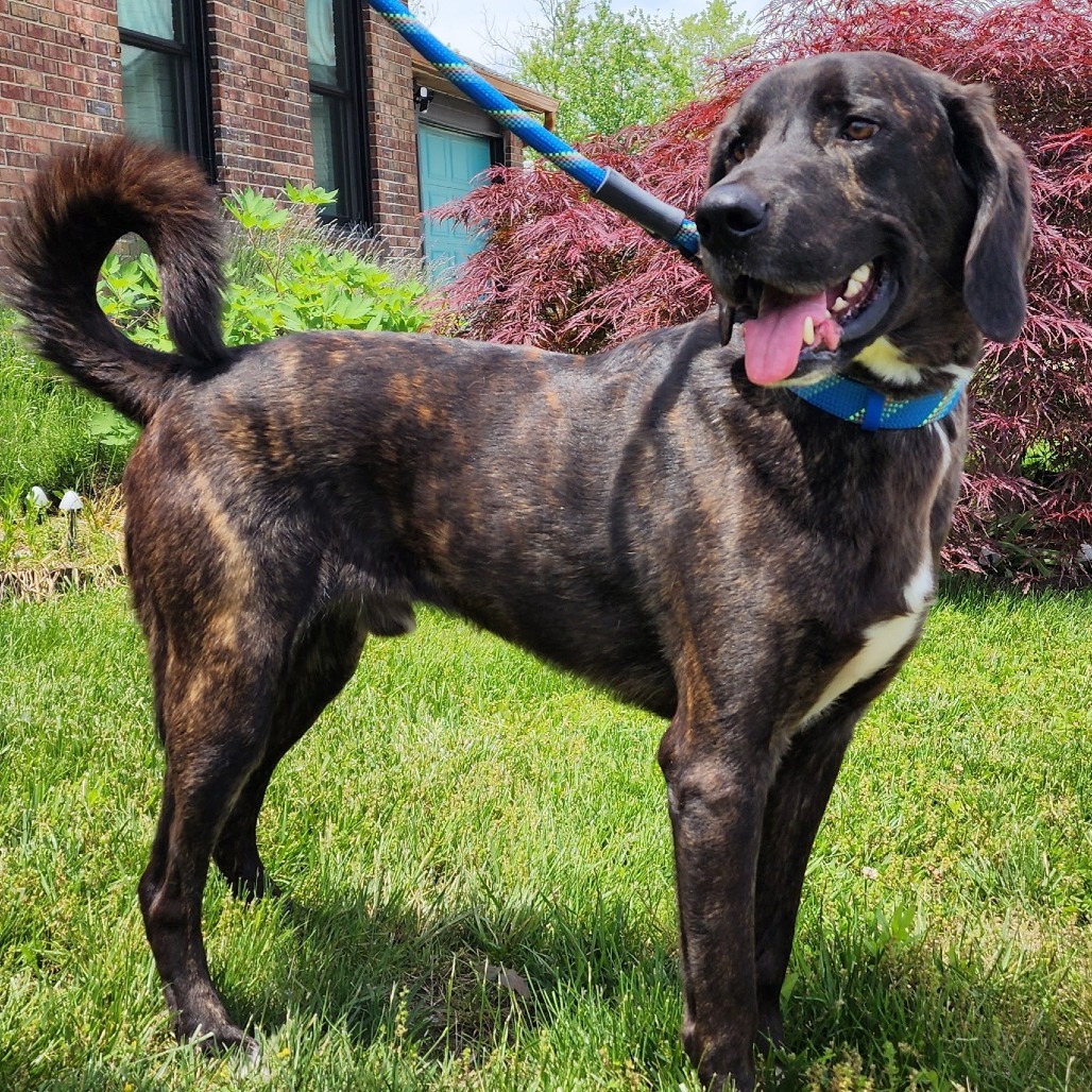 Darko - $25 Adoption Fee