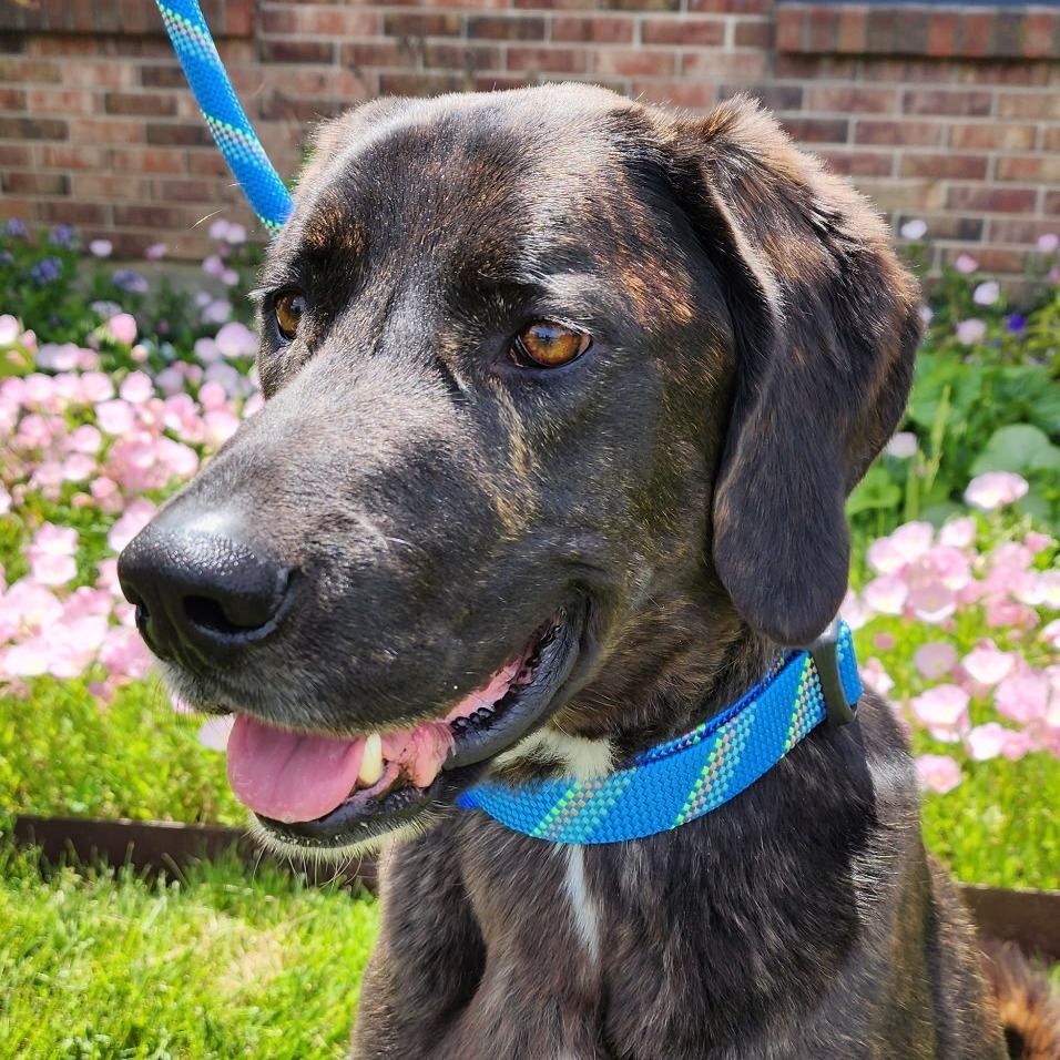 Darko - $25 Adoption Fee