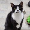 Ludo photo 1