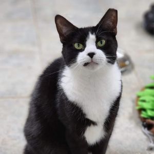 Ludo, Adult Male unknown