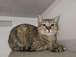 Petunia, Adult Female Domestic Short Hair