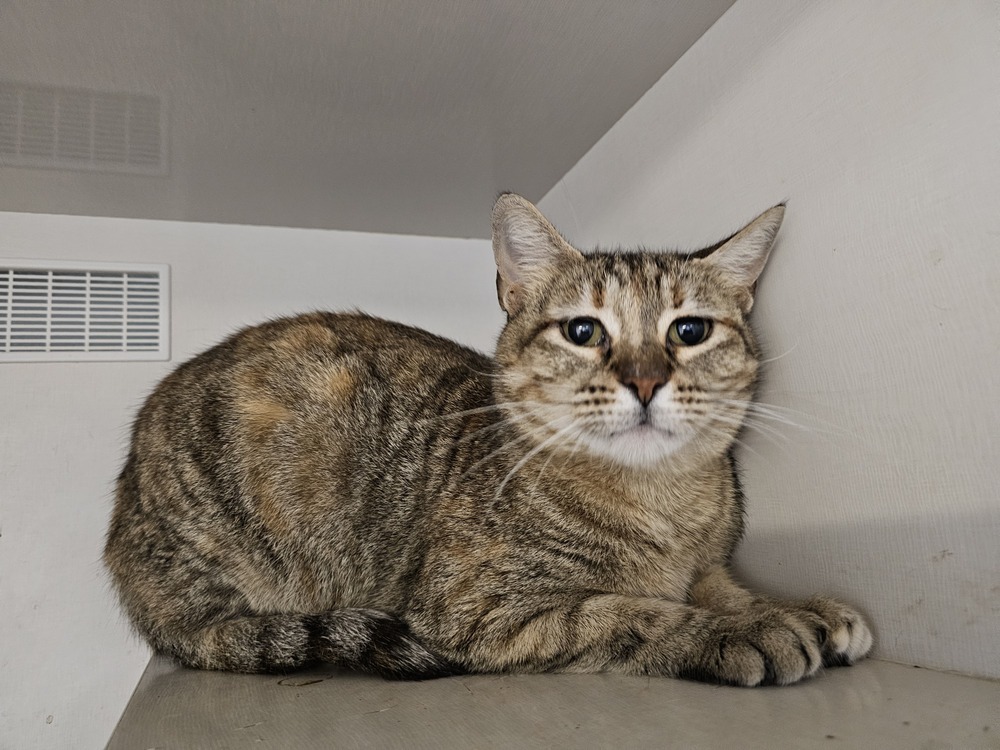 Petunia, an adoptable Domestic Short Hair in Bossier City, LA, 71111 | Photo Image 1
